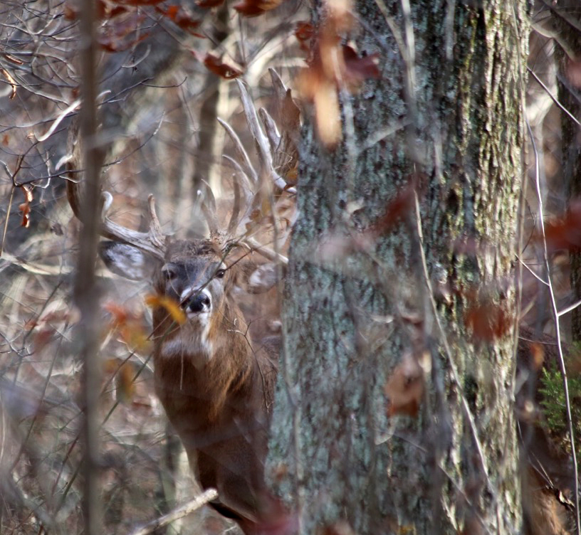 Trophy Buck hidden in the woods!